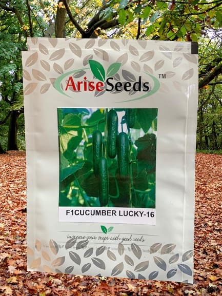 F1 Cucumber Lucky -16 Ridge Gourd Seeds Manufacturers in Jaipur Manufacturers in Jaipur