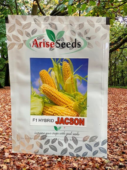 F1 Hybrid Jacson Yellow Maize Seeds Manufacturers in Jaipur Manufacturers in Jaipur