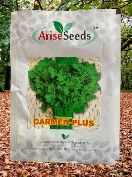 Carmen-Plus Green Coriander Seeds Manufacturers in Jaipur Manufacturers in Jaipur