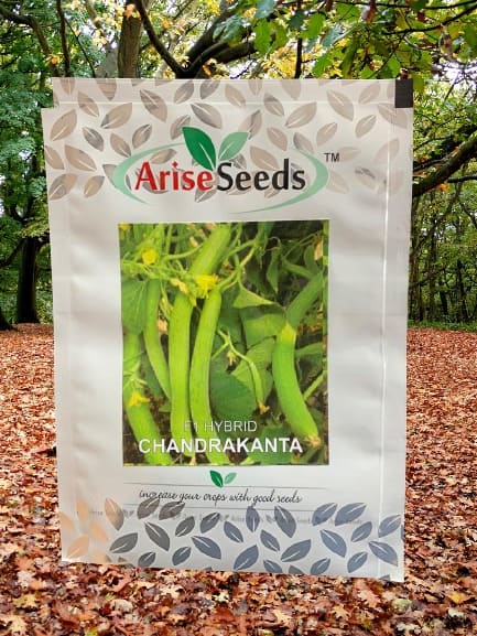 F1 Hybrid Chandrakanta Seeds Manufacturers in Jaipur Manufacturers in Jaipur