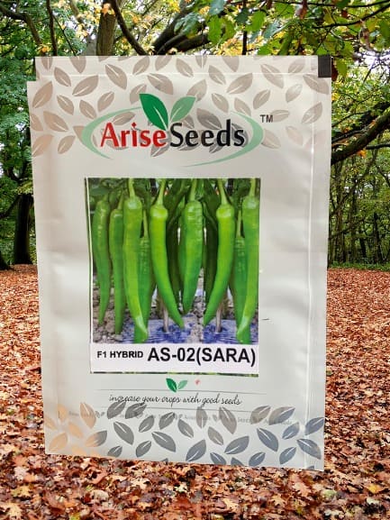 F1 Hybrid As-02 (Sara) Green Chilli Seeds Manufacturers in Jaipur Manufacturers in Jaipur