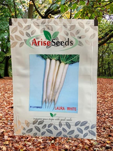 F1 Hybrid Laura - White Radish Seeds Manufacturers in Jaipur Manufacturers in Jaipur