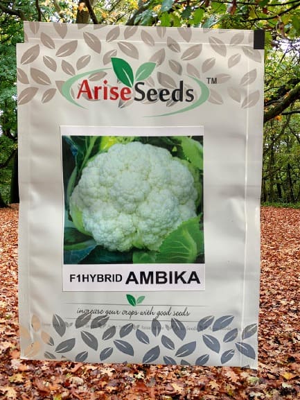 F1 Hybrid Ambika Cauli Flower Seeds Manufacturers in Jaipur Manufacturers in Jaipur