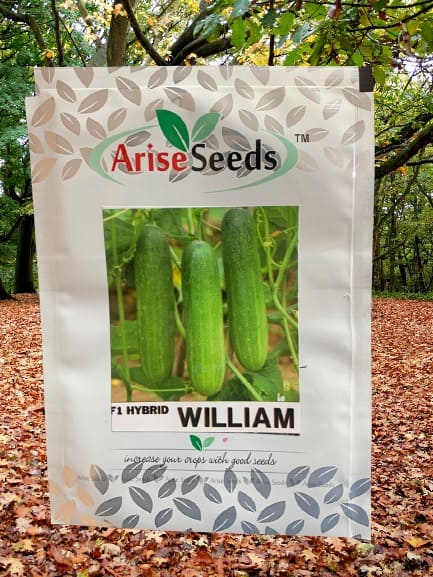 F1 Hybrid William Cucumber Seeds Manufacturers in Jaipur Manufacturers in Jaipur