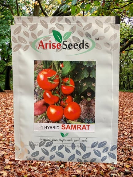 F1 Hybrid Samrat Tomato Seeds Manufacturers in Jaipur Manufacturers in Jaipur