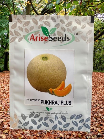 F1 Hybrid Pukhraj Plus Muskmelon Seed Manufacturers in Jaipur Manufacturers in Jaipur