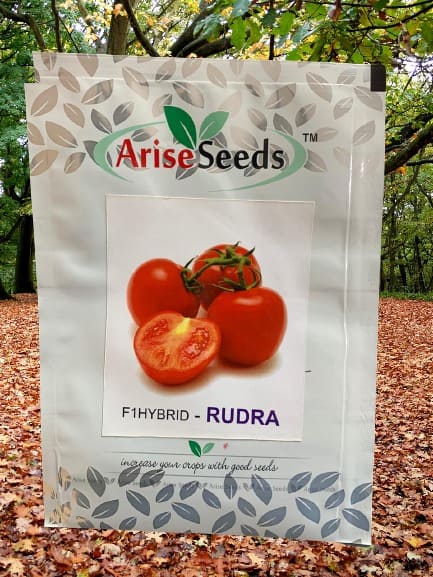 F1 Hybrid Rudra Tomato Seeds Manufacturers in Jaipur Manufacturers in Jaipur